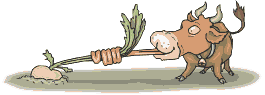 Cow pulling turnip with its tongue